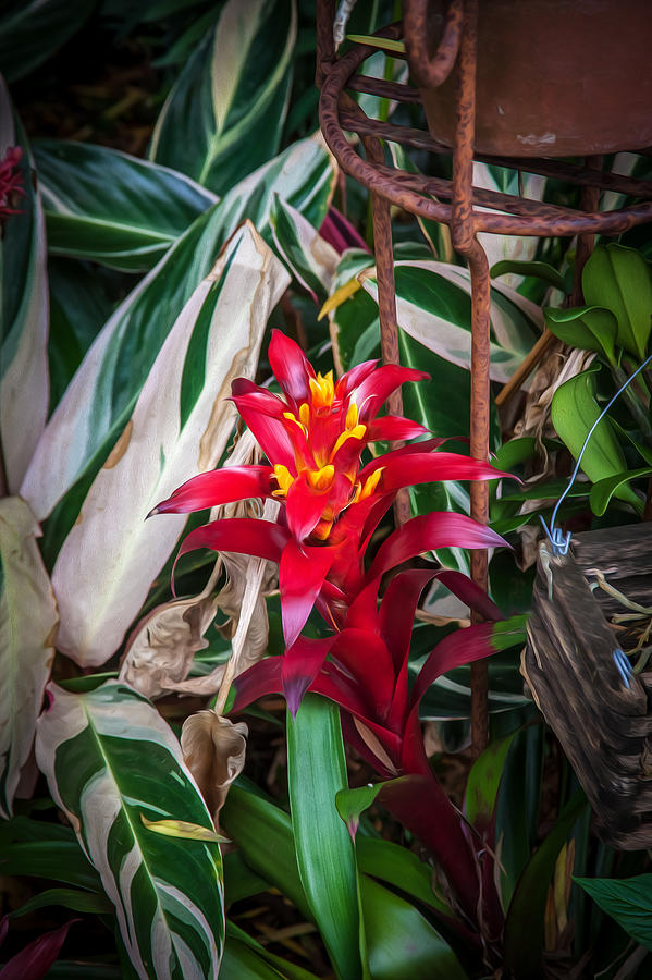 Nature Photograph - Red Bromeliad and Tricolor Gingers by Rich Franco