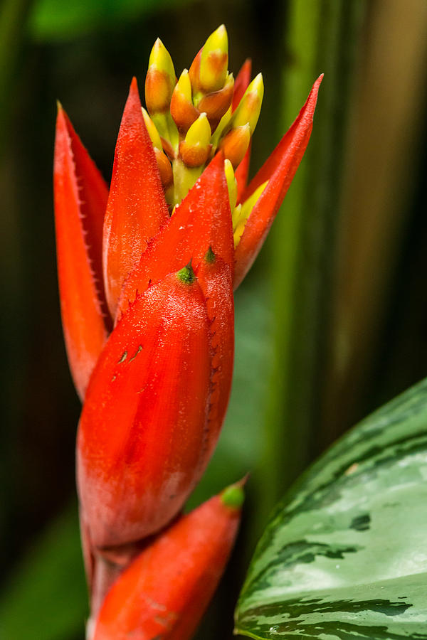 Red bromeliad bloom Photograph by Eti Reid