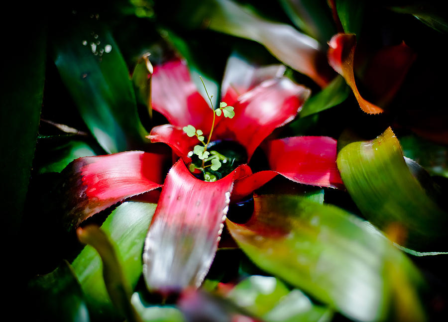 Red Bromeliad Photograph by Mark Llewellyn