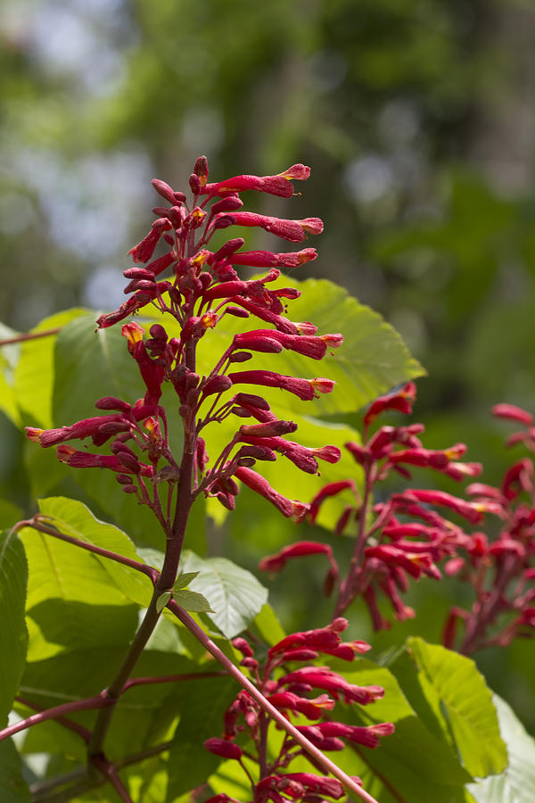 Red Buckeye - Aesculus pavia - Wildflowers Photograph by Kathy Clark