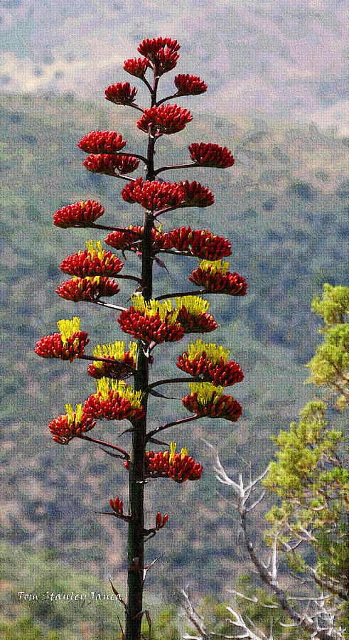 Red Bud Agave Yellow Flowers Photograph by Tom Janca