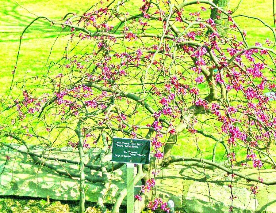Red Bud Cascade Photograph by Pamela Smale Williams