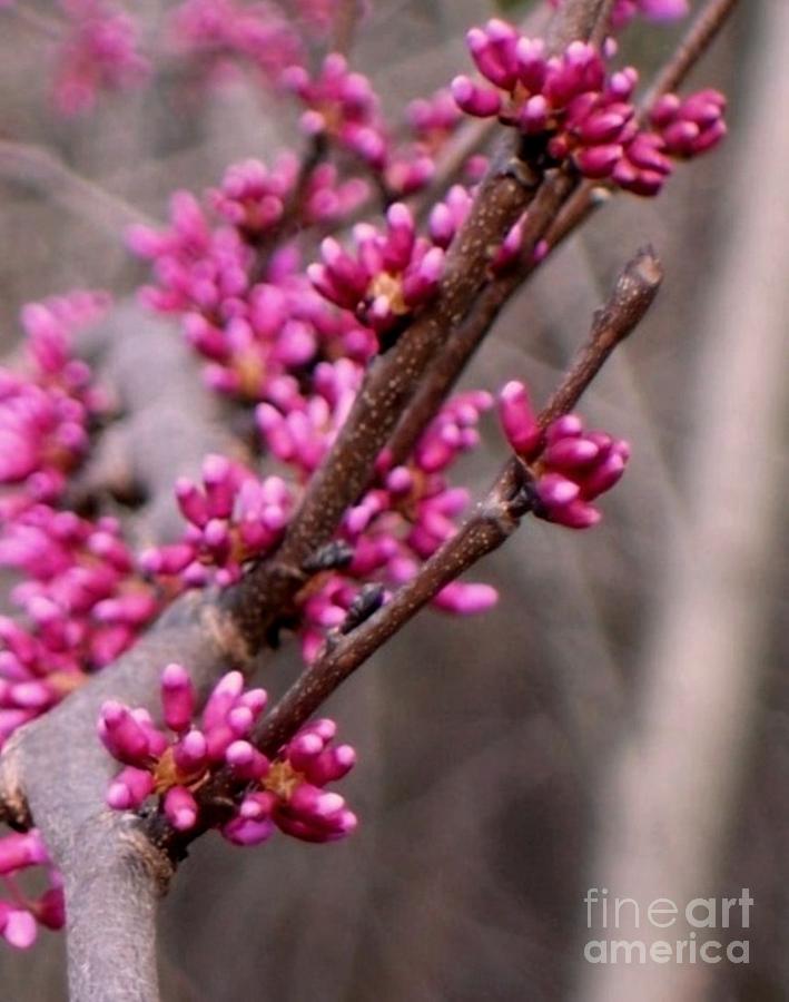 Red Bud Photograph by David Neace CPX
