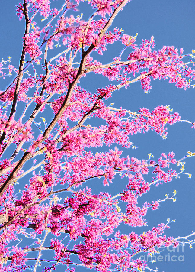 Red Bud Spring by jrr Photograph by First Star Art