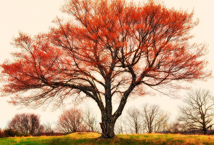 Red Bud Tree - Blue Ridge Parkway I Photograph by Dan Carmichael