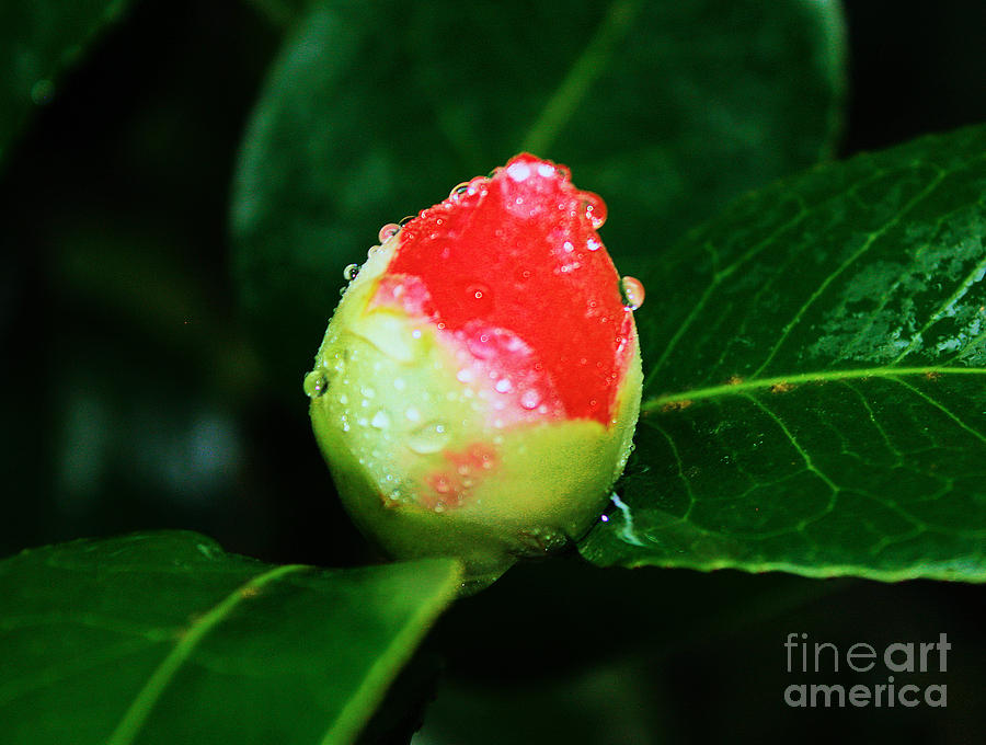 Red Bud With Morning Dew Photograph
