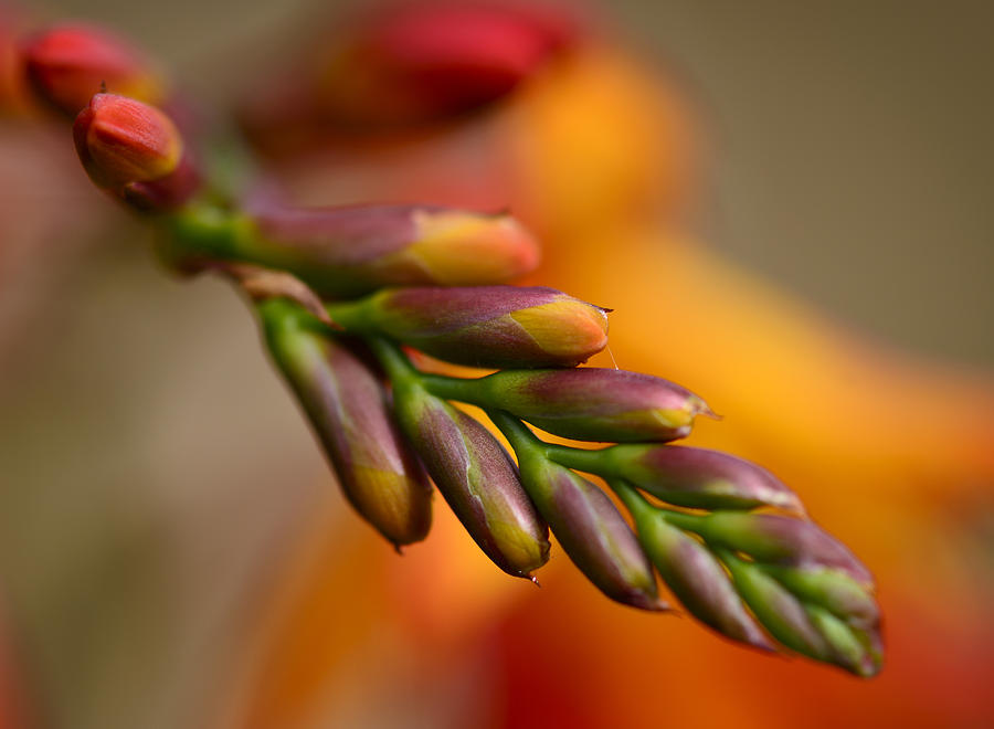 Flower Photograph - Red Buds Macro by Bob VonDrachek