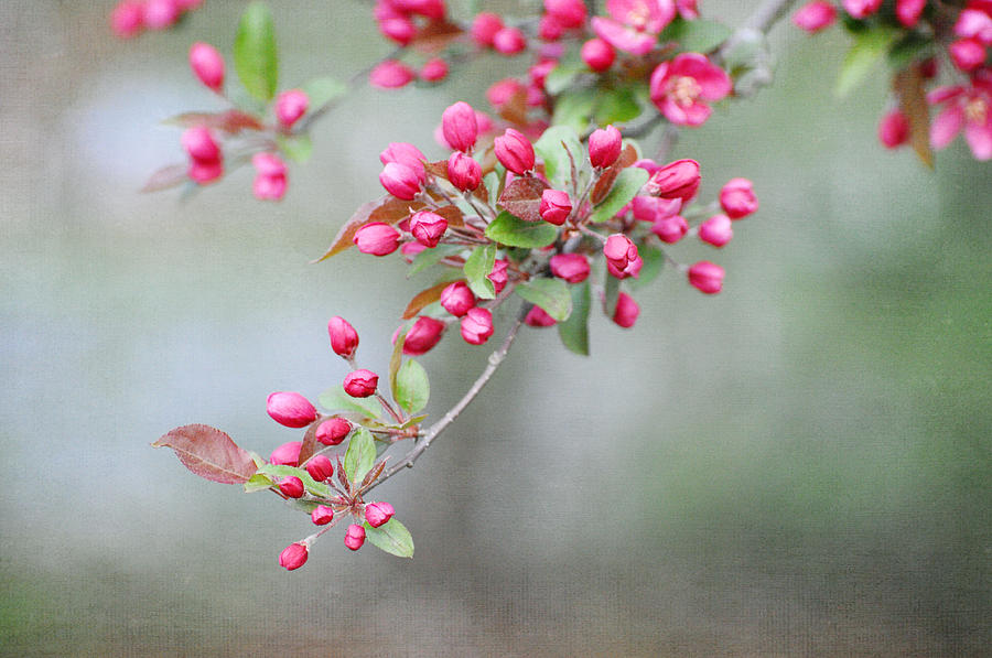 red buds plus