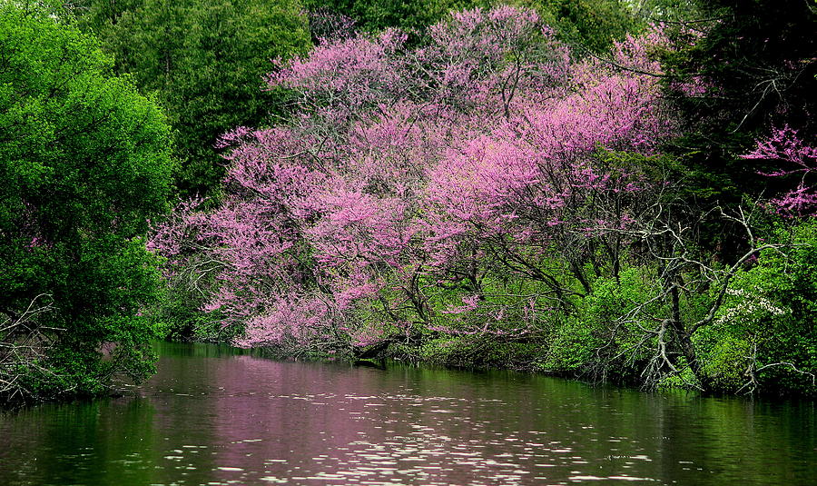 Tree Photograph - Red Buds on Lake Marmo by Rosanne Jordan