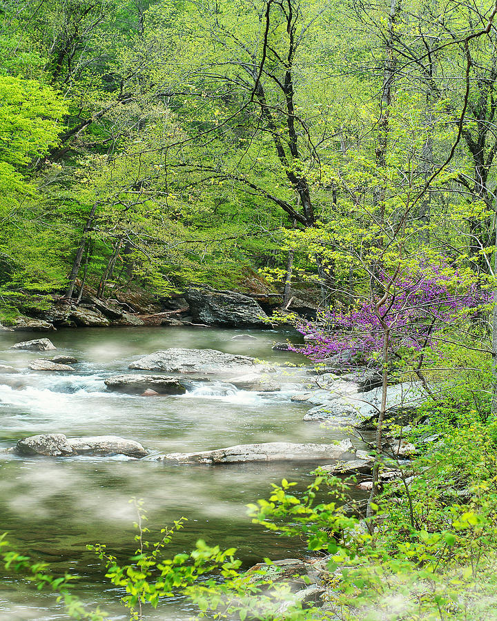 Red Buds on the Little River Photograph by TnBackroadsPhotos 