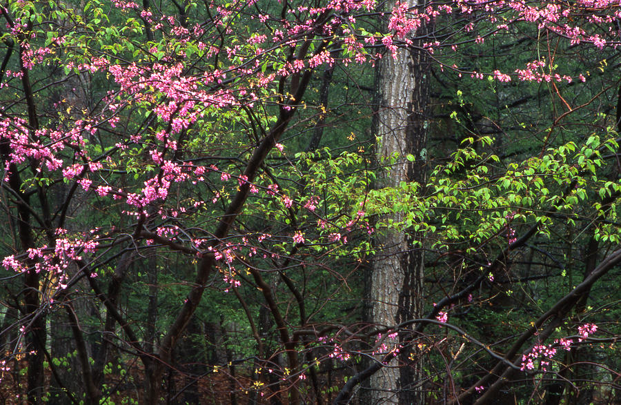 Red Buds Spring Forest Rain Colonel Denning State Park Pa Photograph