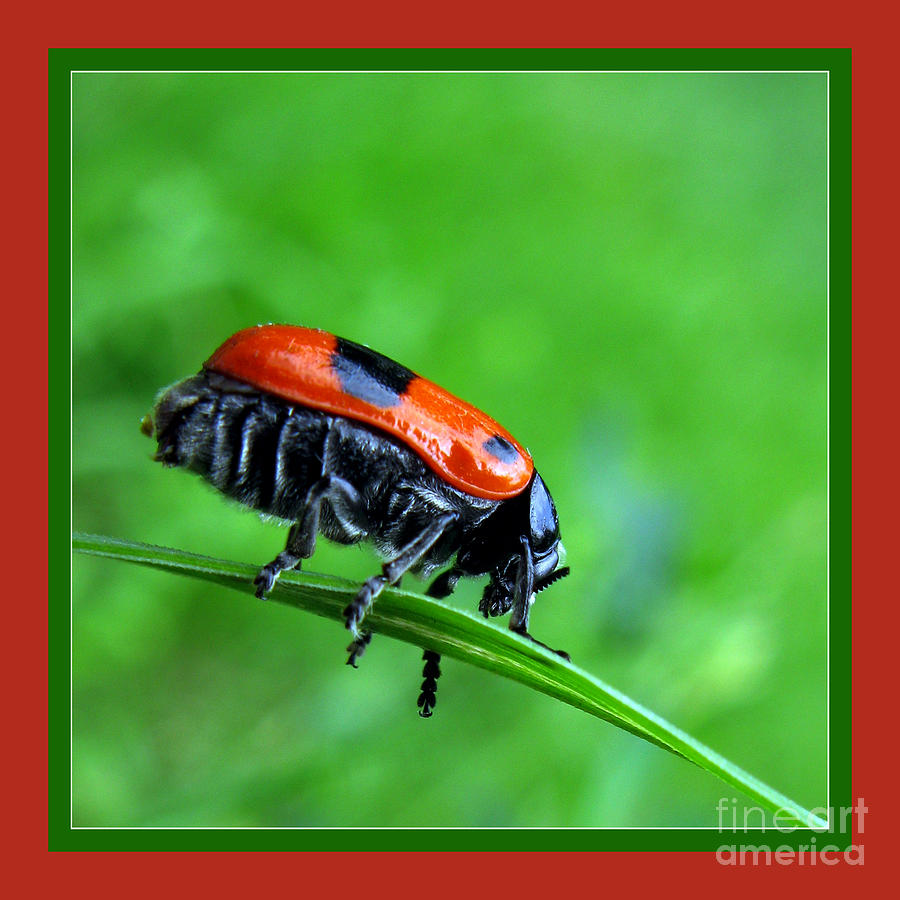 Red Bug Photograph by Daliana Pacuraru