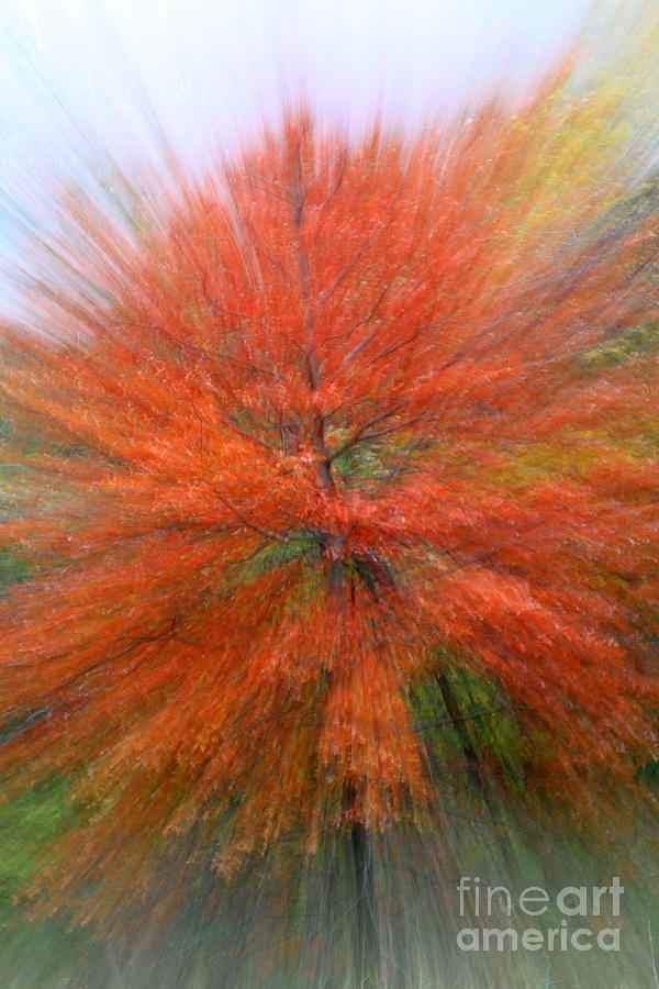 Fall Photograph - Red Burst by Rick Rauzi