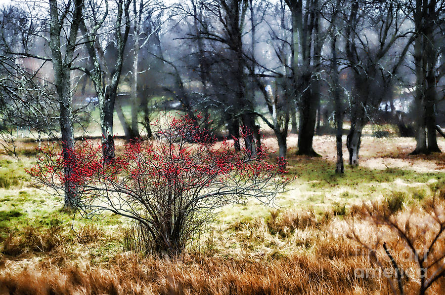 Red Bush Photograph by Nicki McManus
