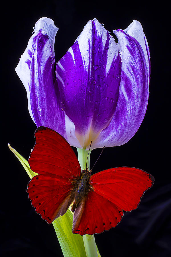 Tulip Photograph - Red Butterfly and Purple Tulip by Garry Gay