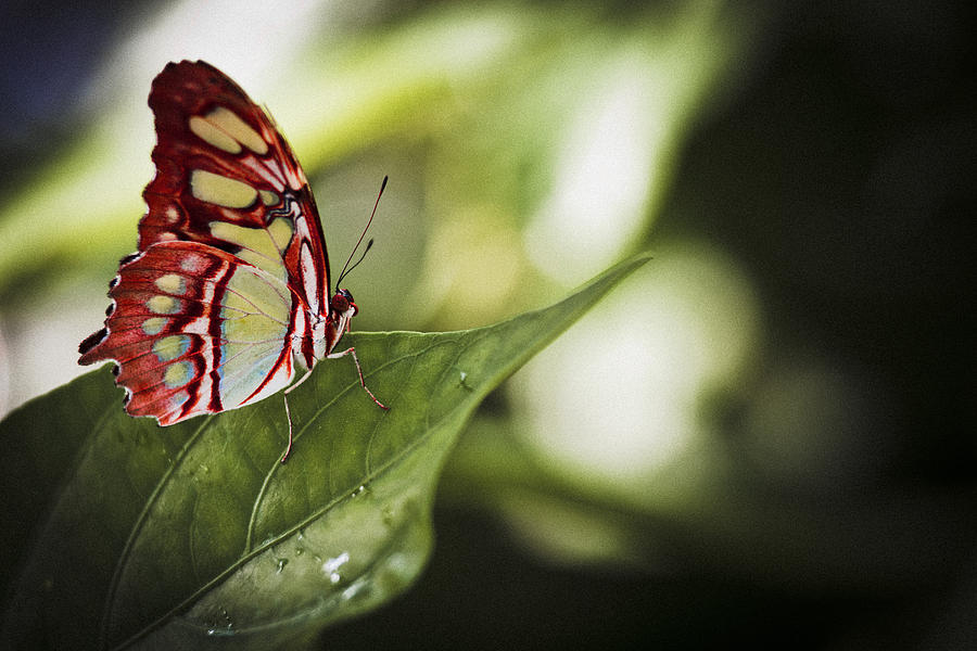 Red Butterfly Photograph by Bradley R Youngberg