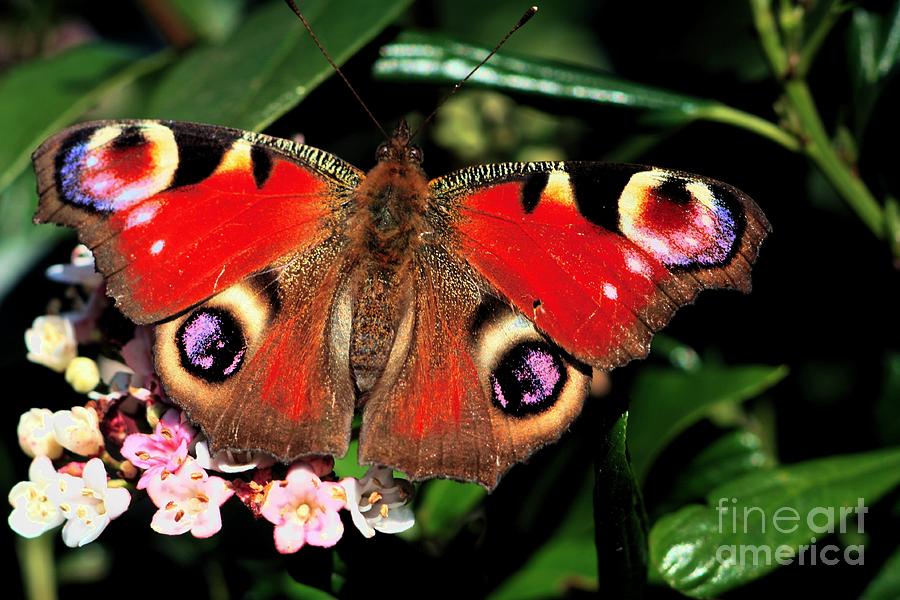 Red Butterfly in the Garden Photograph by Jeremy Hayden