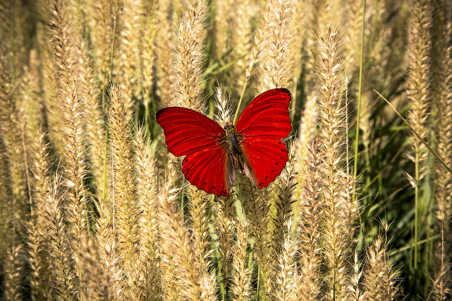 Insects Photograph - Red Butterfly In The Tall Weeds by Garry Gay