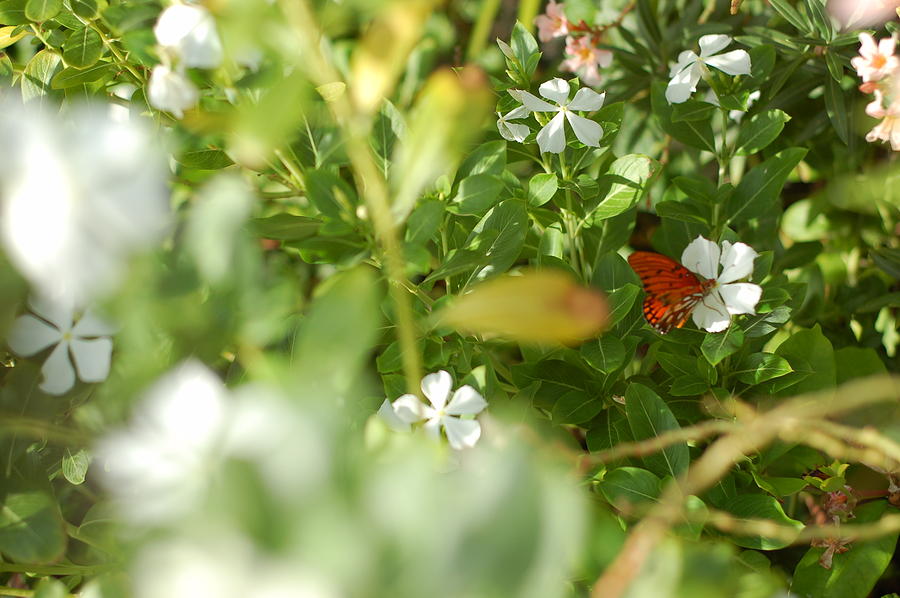 White Photograph - Red Butterfly by Jessica Berlin White Photograph - Red Butterfly by Jessica Berlin