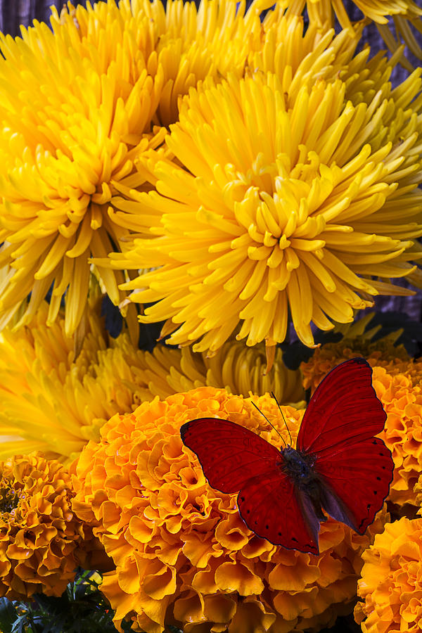 Red butterfly on African Marigold Photograph by Garry Gay - Fine Art ...