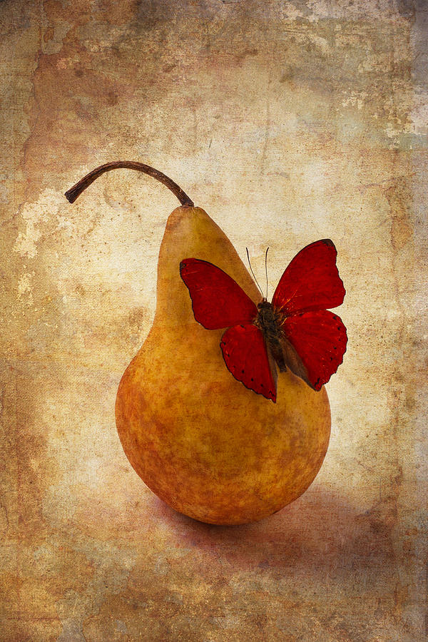 Red Butterfly On Pear Photograph by Garry Gay