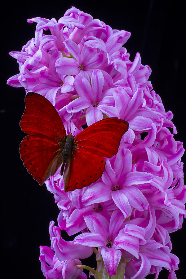 Butterfly Photograph - Red Butterfly On Pink Hyacinth by Garry Gay