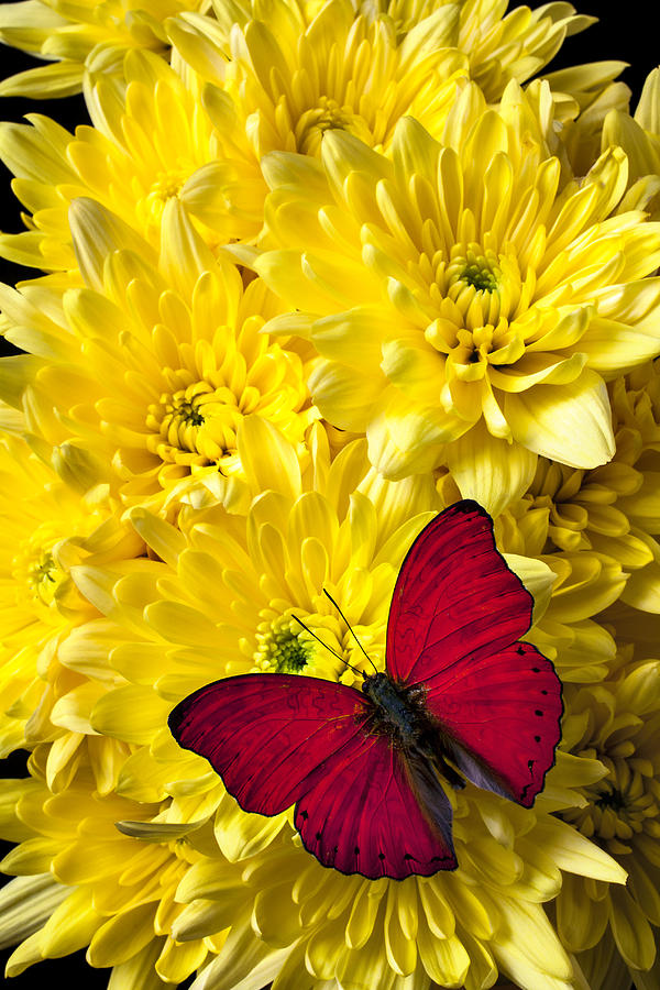 Red butterfly on poms Photograph by Garry Gay - Fine Art America