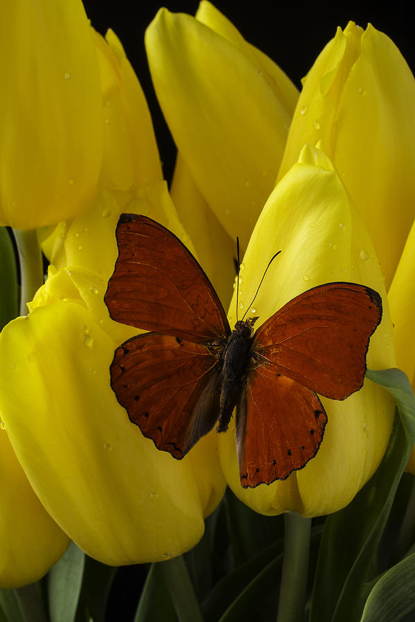 Red Butterfly On Yellow Tulip Photograph by Garry Gay | Fine Art America