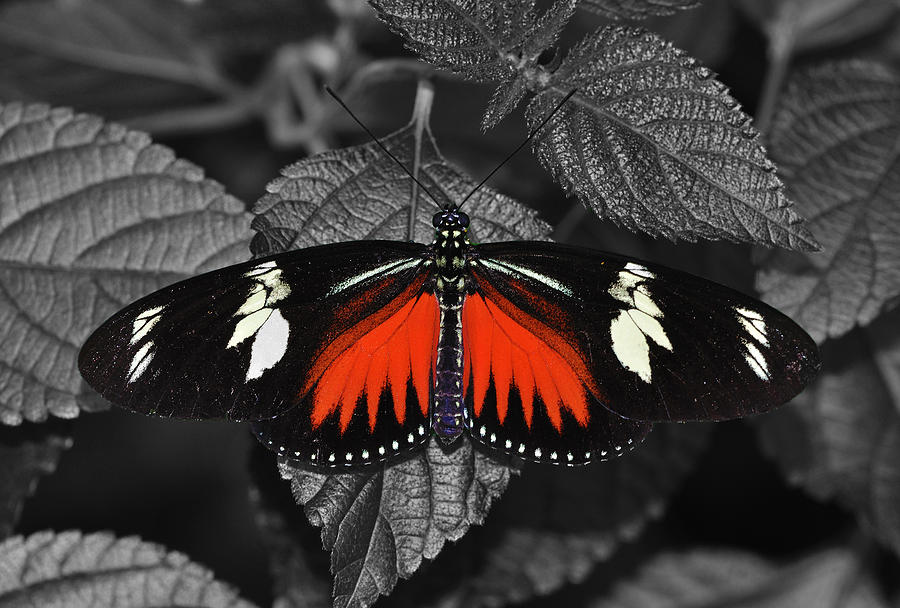 Red Butterfly Photograph