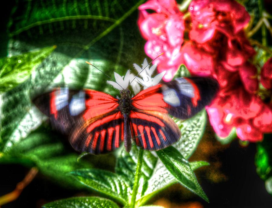 Red Butterfly Photograph by William Wetmore