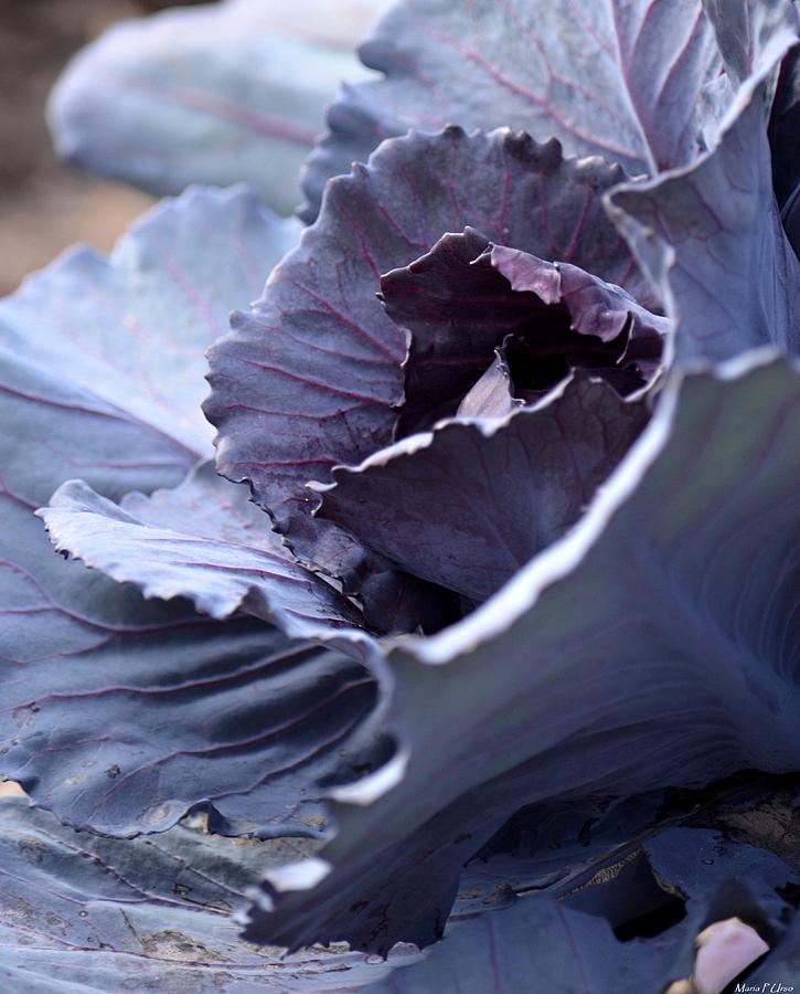 Red Cabbage Abstract Photograph by Maria Urso