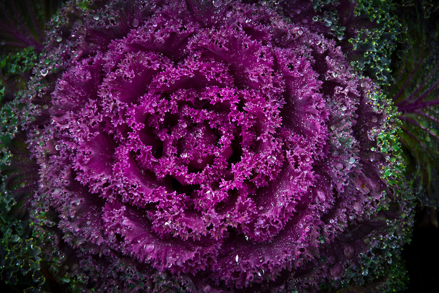 Red Cabbage Photograph