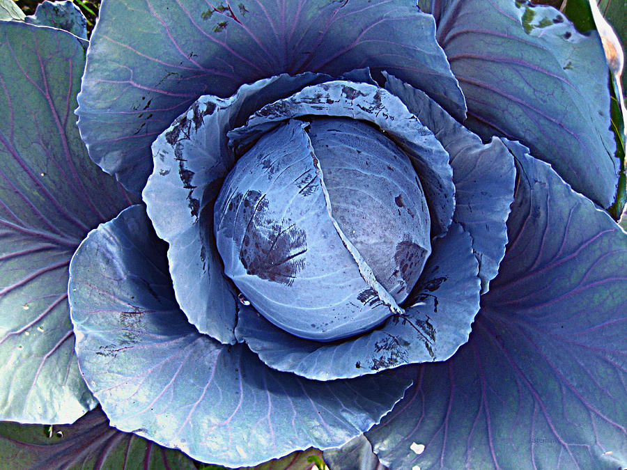 Red Cabbage Photograph by Kathy Bassett