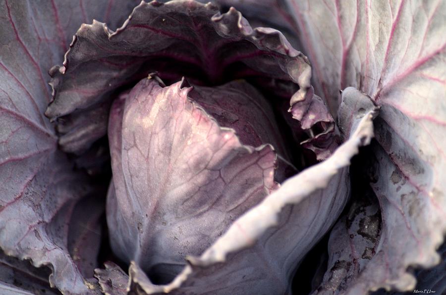 Red Cabbage Photograph by Maria Urso