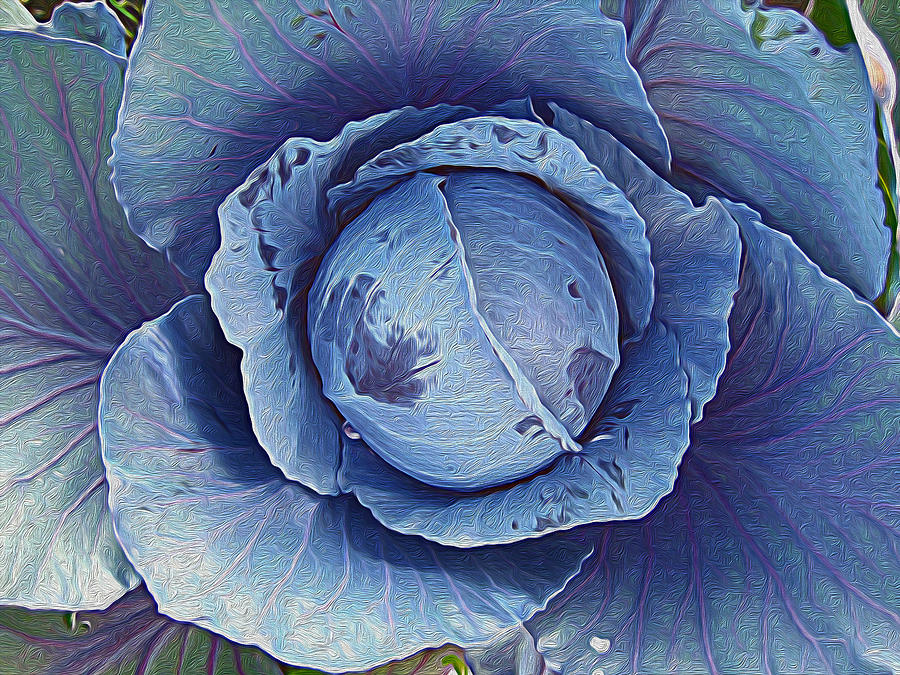 Red Cabbage Too Photograph by Kathy Bassett