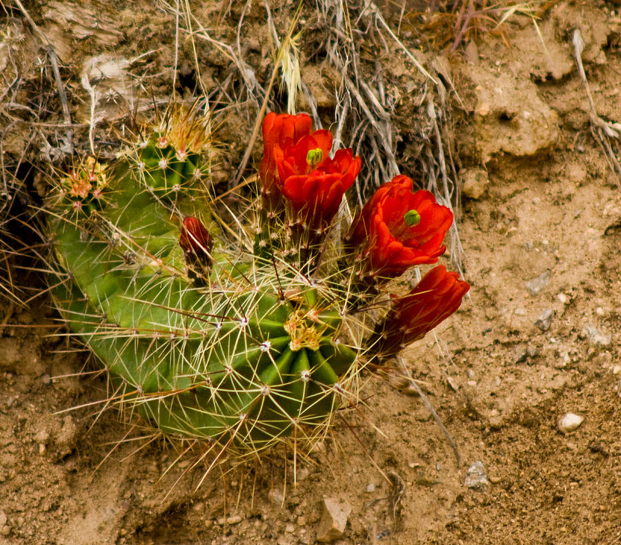 Red Cactus Flower Photograph by James Gay