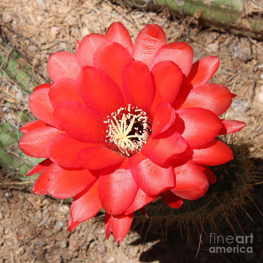 Red Cactus Flower Square Photograph by Carol Groenen