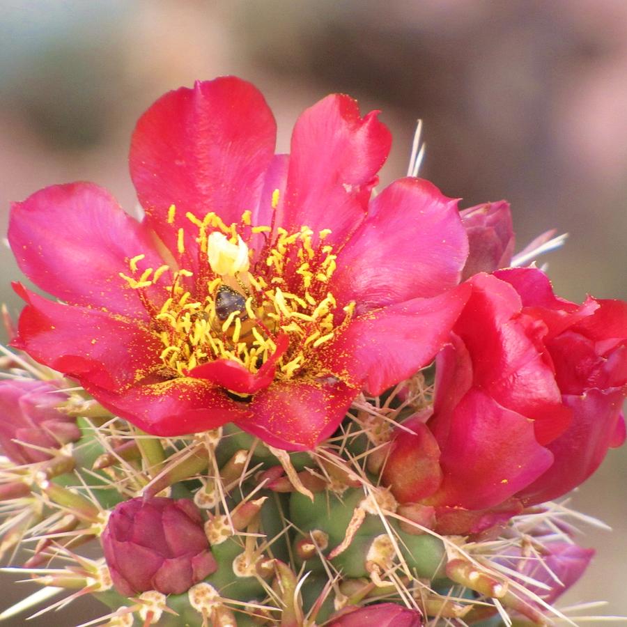 Red Cactus Flower With A Bee Photograph