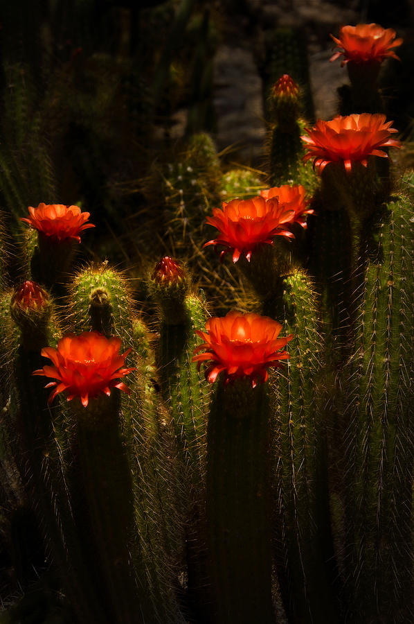 Red Cactus Flowers II  Photograph by Saija Lehtonen