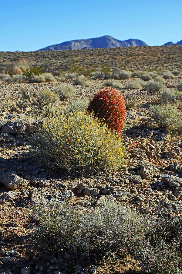 Red Cactus Photograph by Jennifer Robin