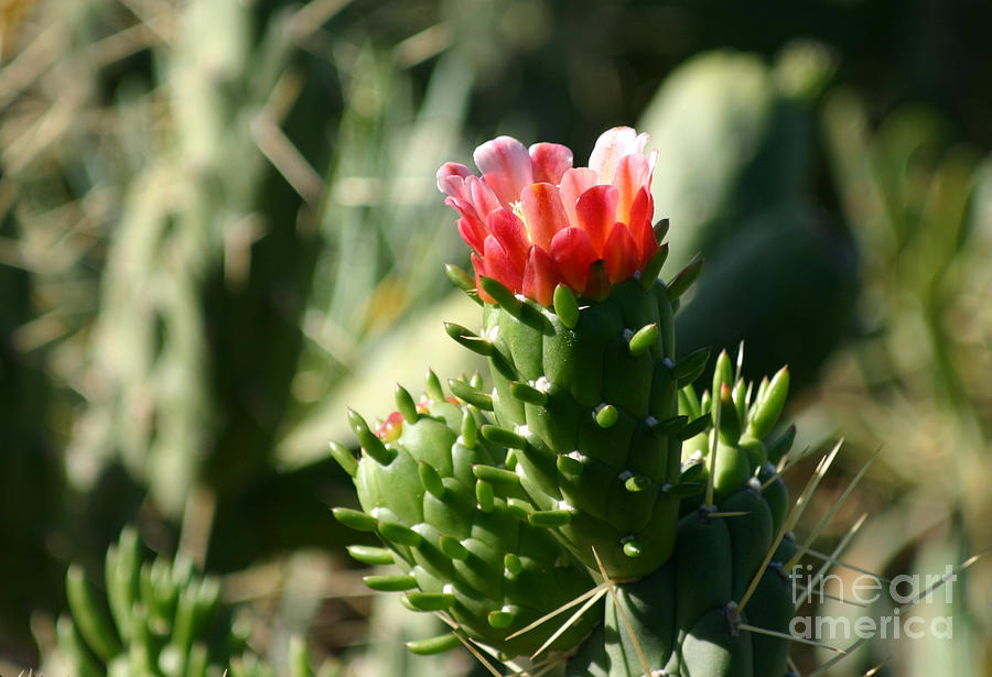 Red cactusflower Photograph by Susanne Baumann