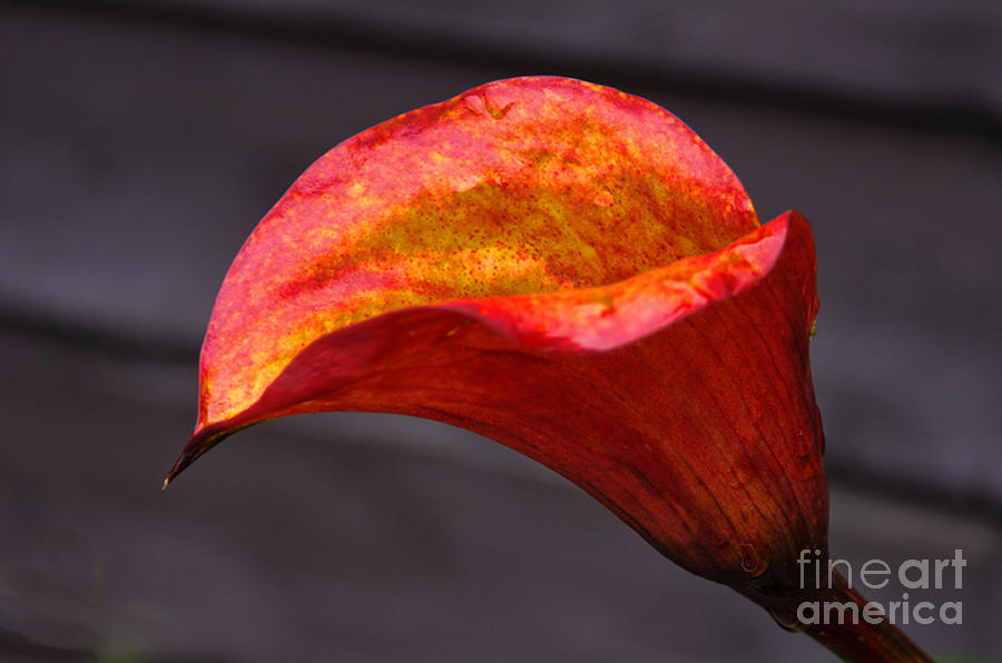 Red Calla Lilly Photograph by Ron Roberts