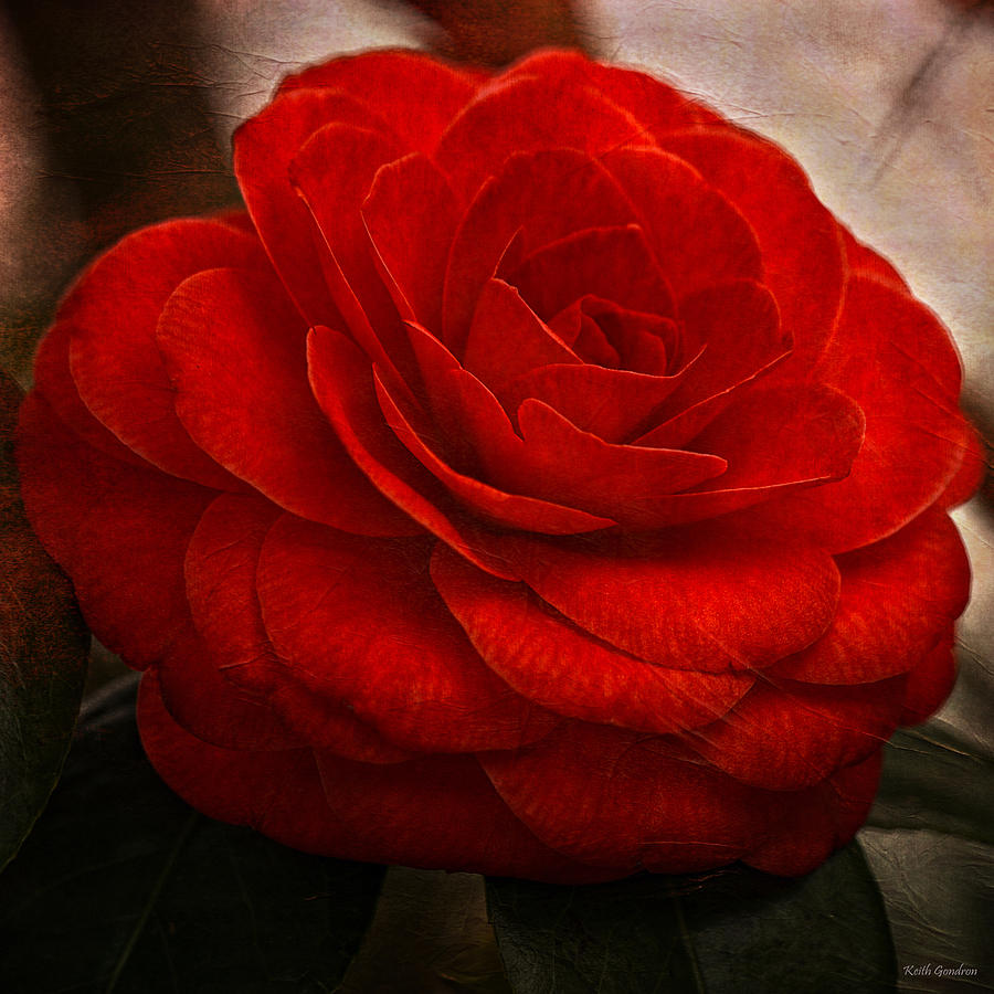 Red Camelia Photograph by Keith Gondron