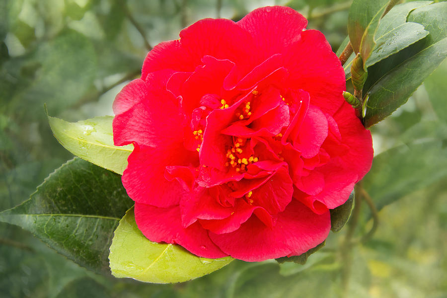 Red Camellia Bokeh Photograph by Jemmy Archer