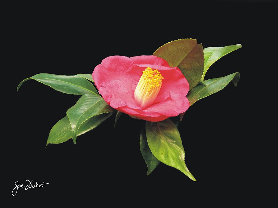 Red Camellia Flower Photograph by Joe Duket