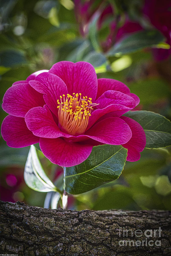 Red Camellia Flower  Photograph by Mitch Shindelbower
