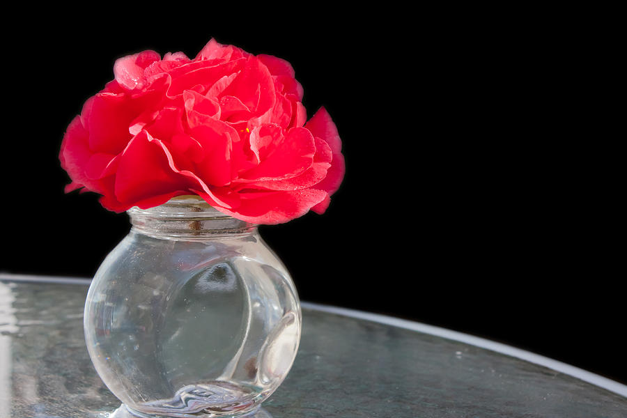 Red Camellia in a Vase Photograph by Vanessa Thomas