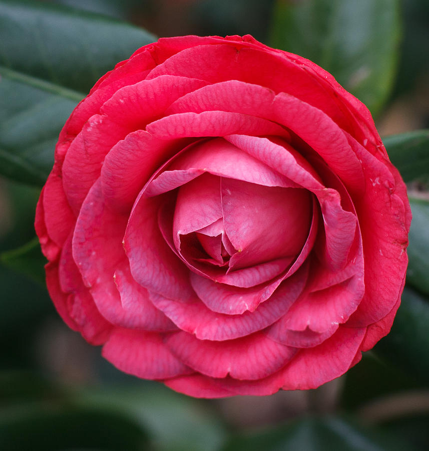 Flowers Still Life Photograph - Red Camellia by Jane Luxton