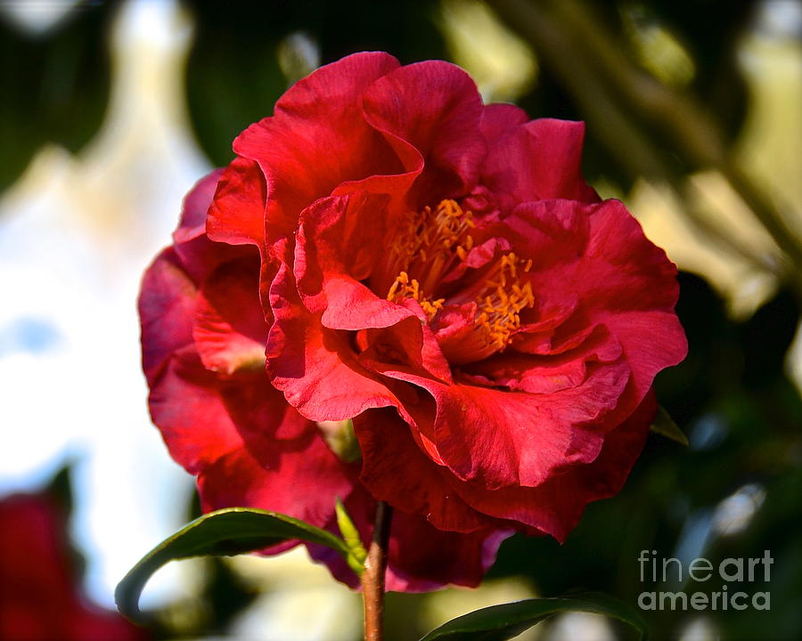 Red Camellia Japonica Photograph by Carol  Bradley