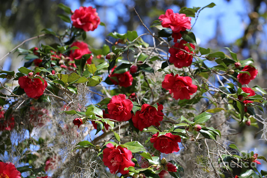 Red Camellias and Blue Sky Photograph by Carol Groenen